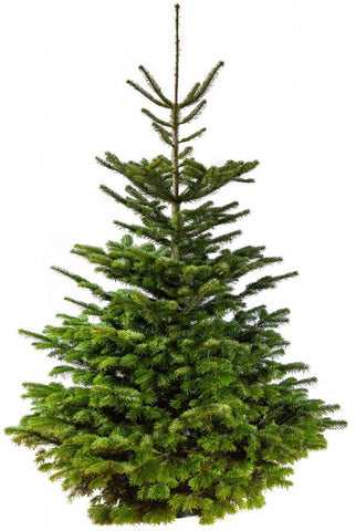 Nordmann Fir real Christmas Tree Size: 7ft - 8ft